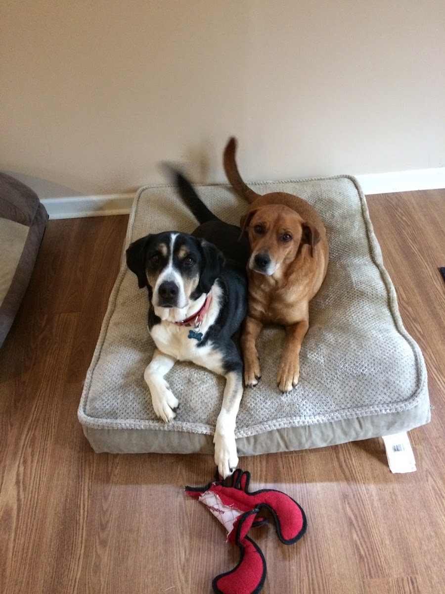 Animal Wellness Center of Athens - Veterinary in Athens, GA