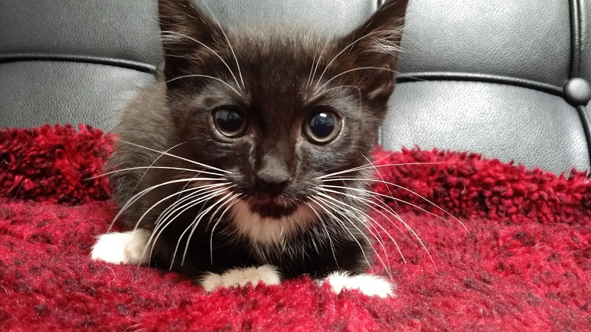 Animal Wellness Center of Athens photo 4