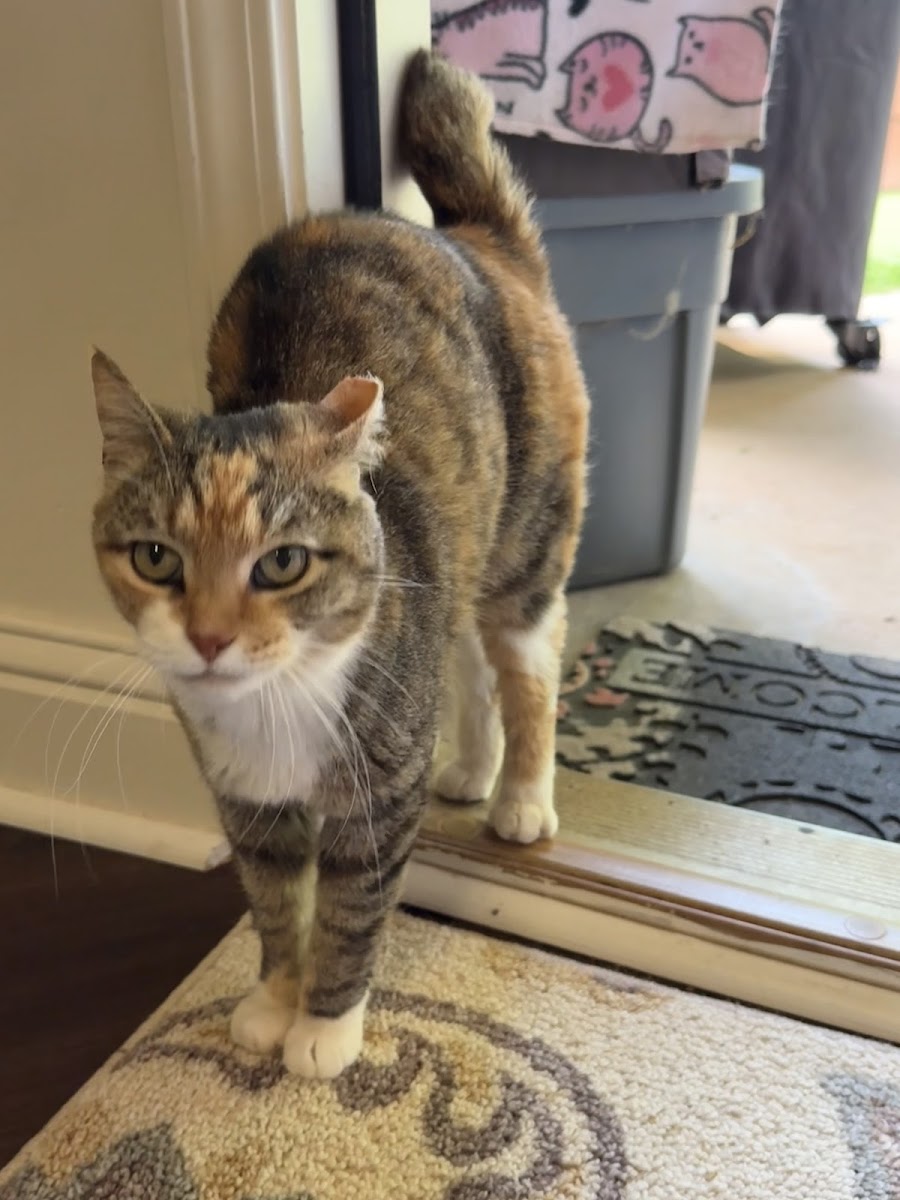 Athens Animal Hospital - Veterinary in Athens, GA