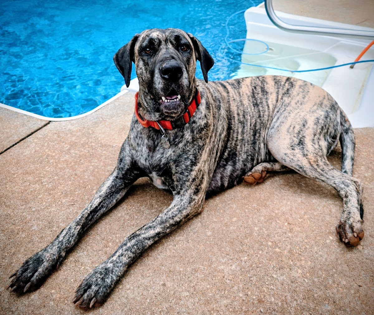 Athens Animal Medical Clinic photo 2