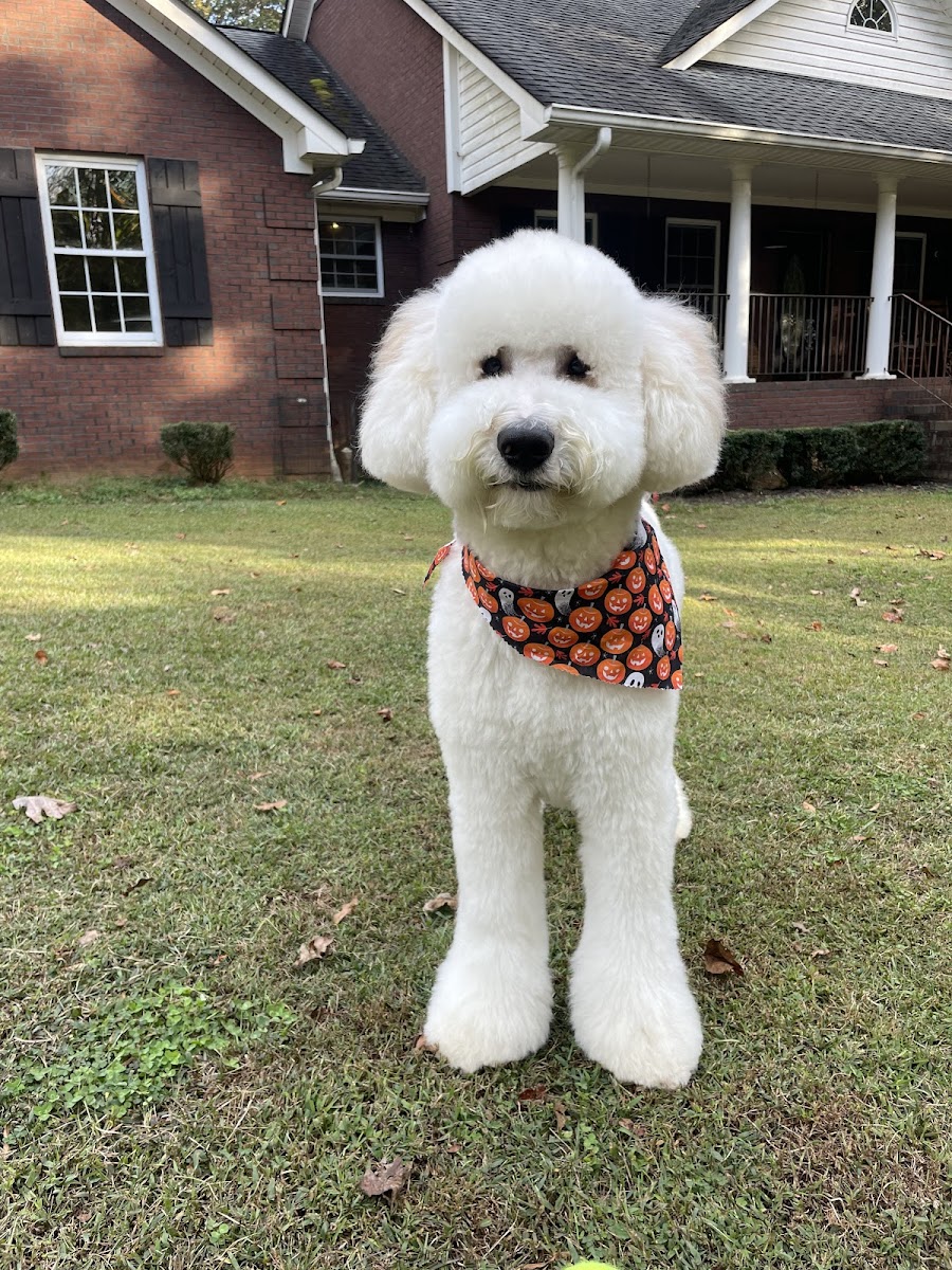 Bark Dog Spa & Boutique photo 2