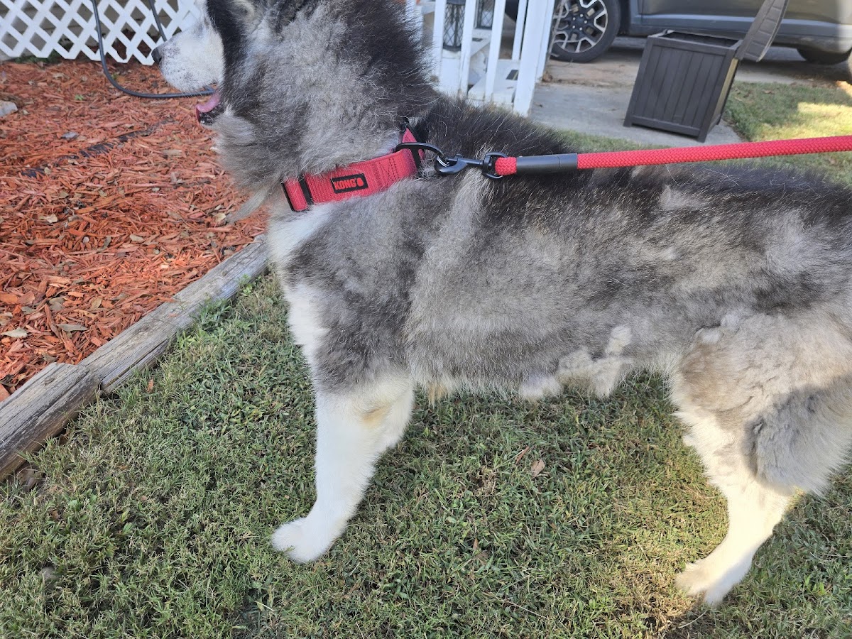 Bark Dog Spa & Boutique photo 4