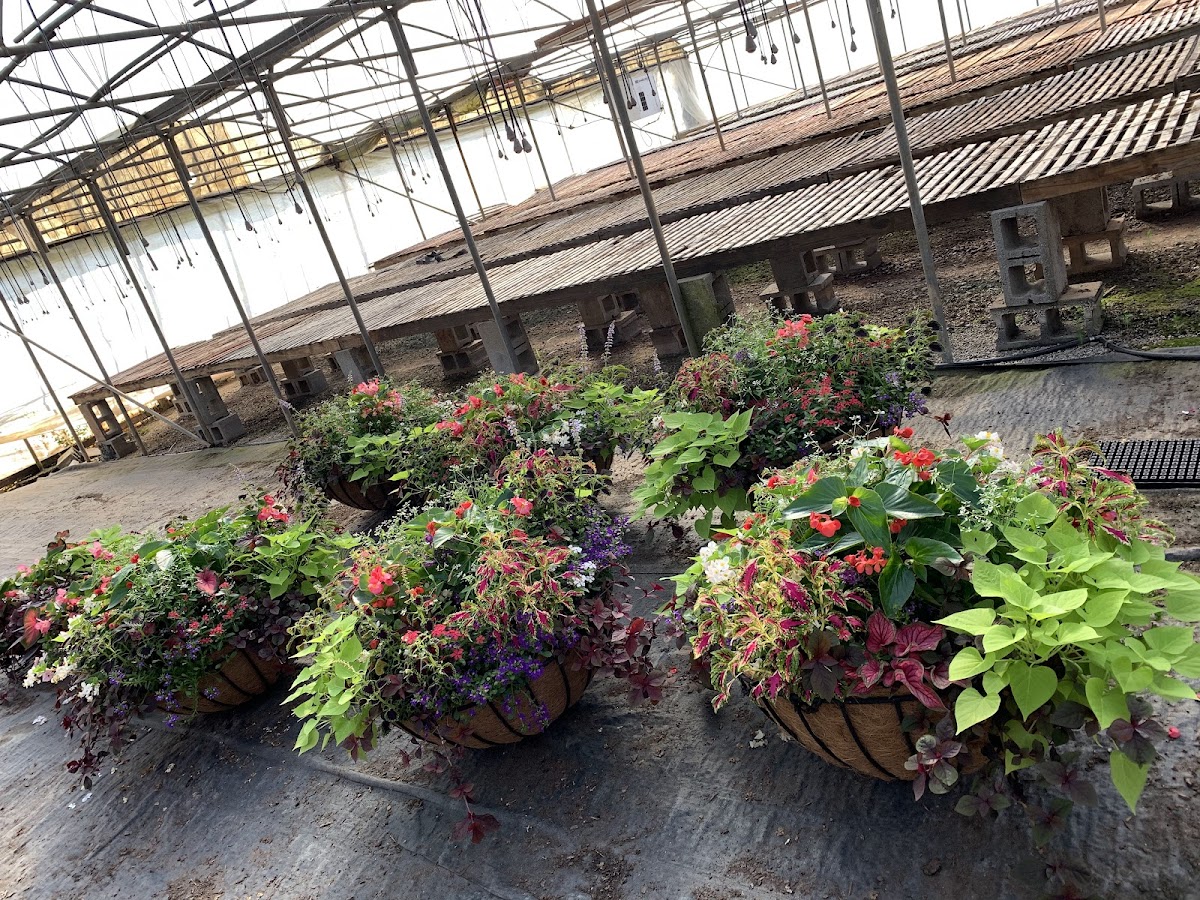 Classic City Flowers and Nursery photo 3