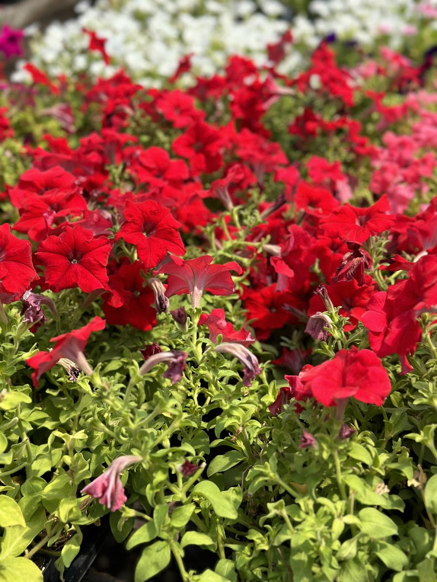 Classic City Flowers and Nursery photo 4