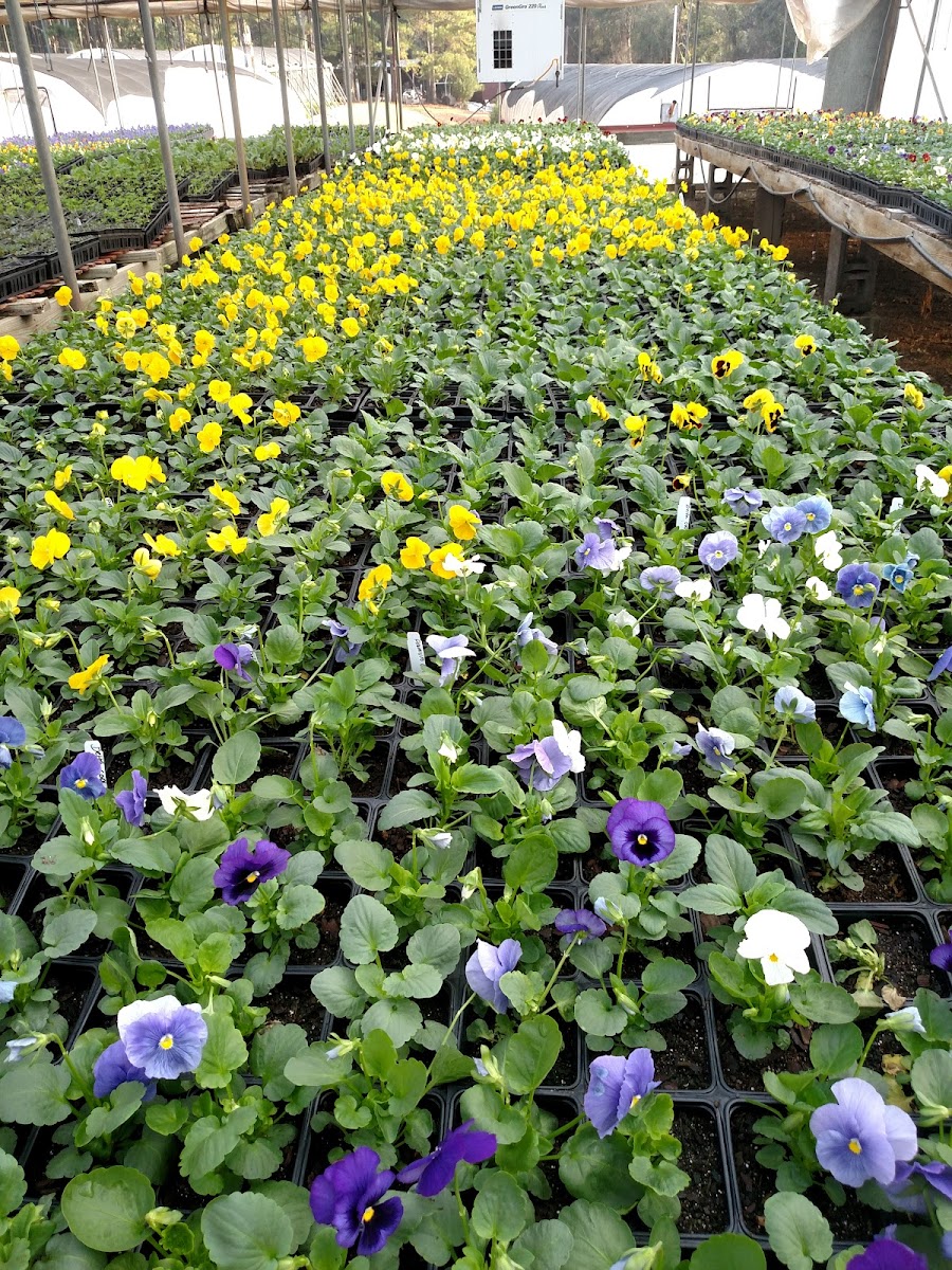 Classic City Flowers and Nursery photo 5