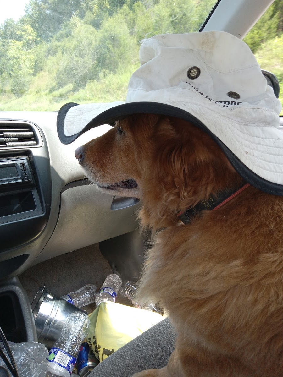 Direct Auto Insurance photo 4