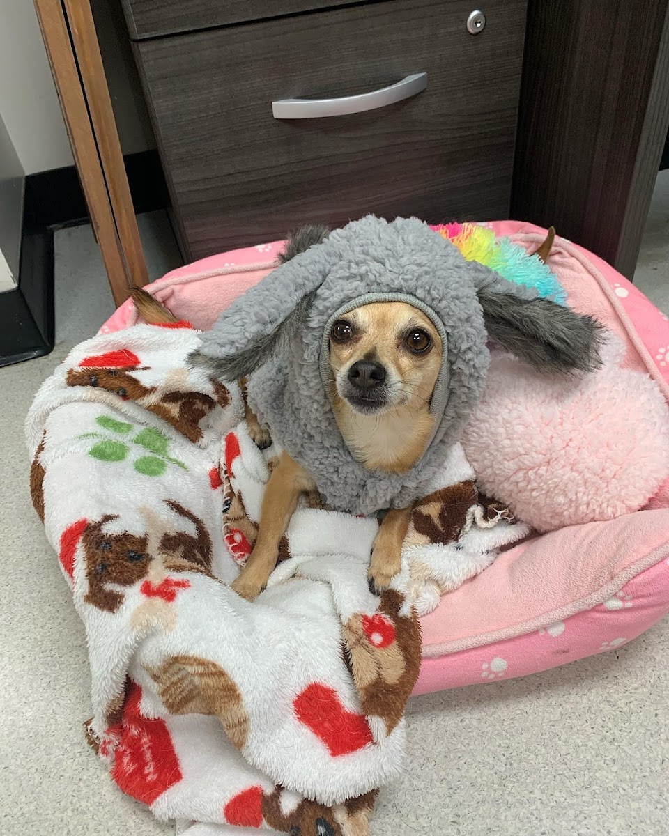 Firehall 4 Animal Hospital photo 2