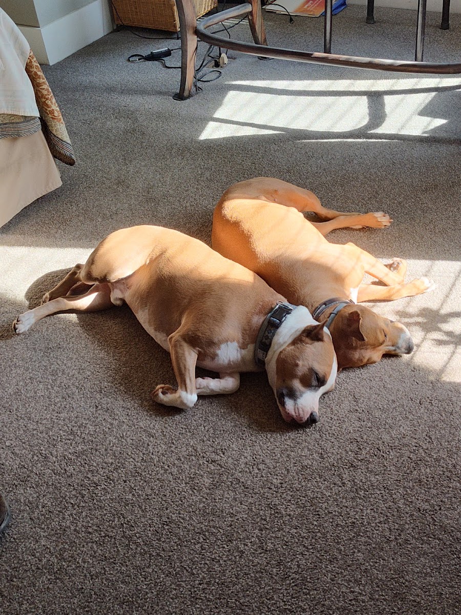 Four Seasons Pet Resort in Athens, GA