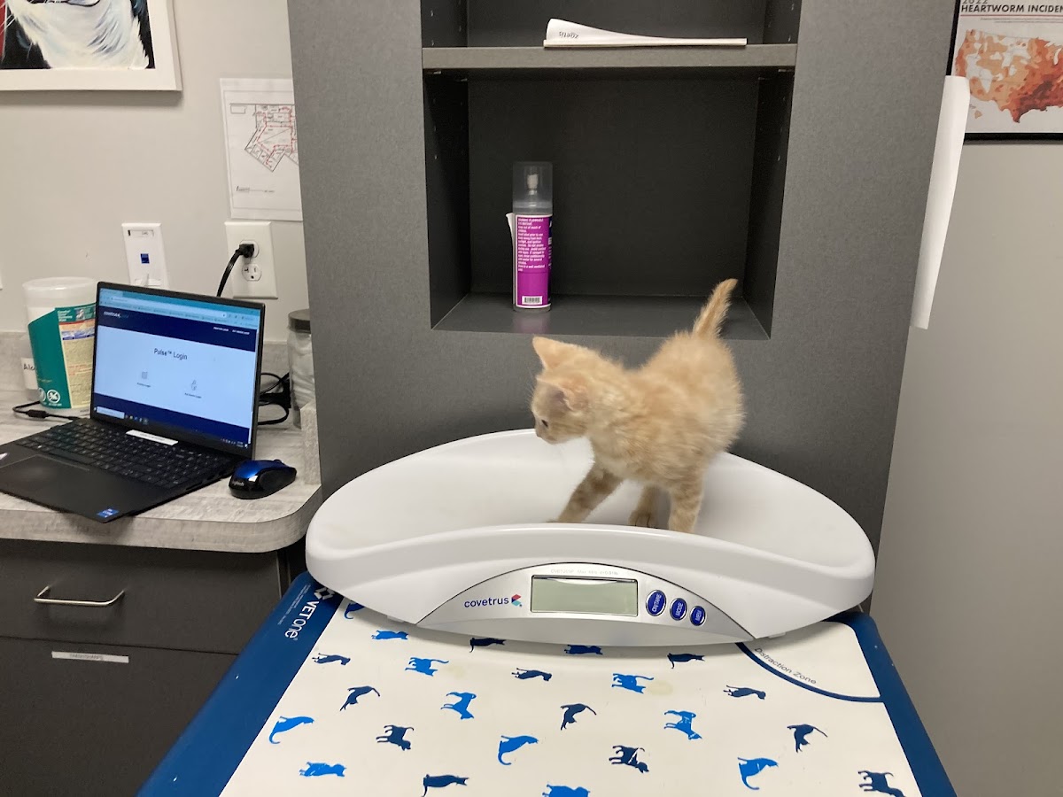 Gaines Shoal Animal Clinic in Eastside Athens, Athens, GA