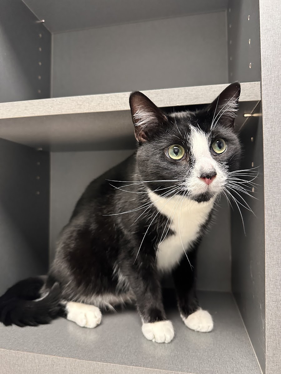 Gaines Shoal Animal Clinic photo 3