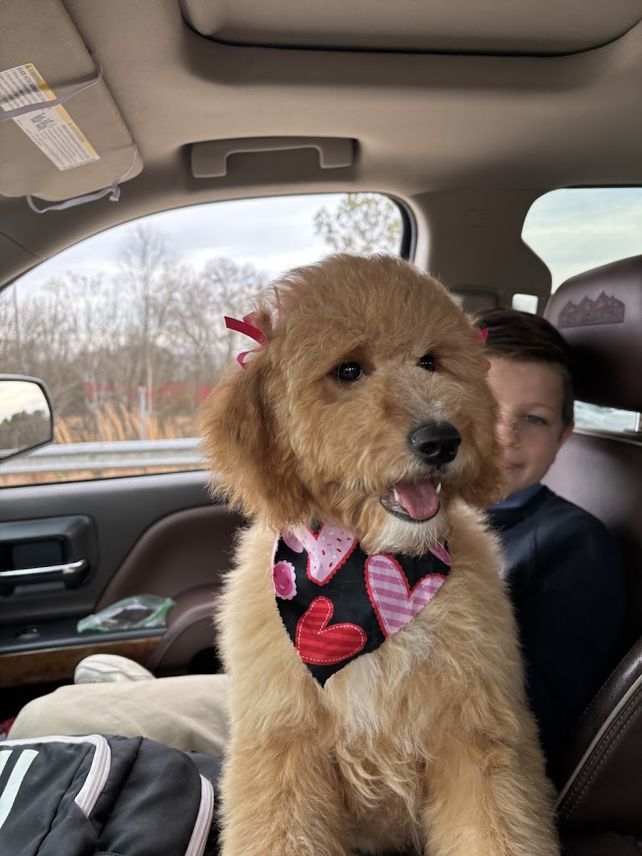 Gameday Grooming photo 2