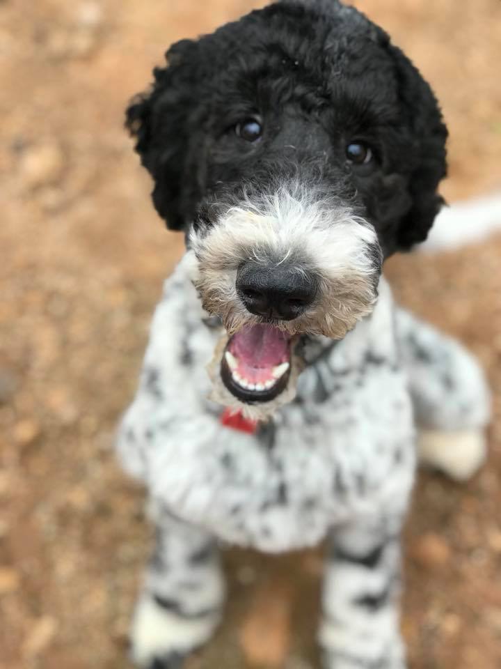 Happy Tails Playhouse - Services in Athens, GA