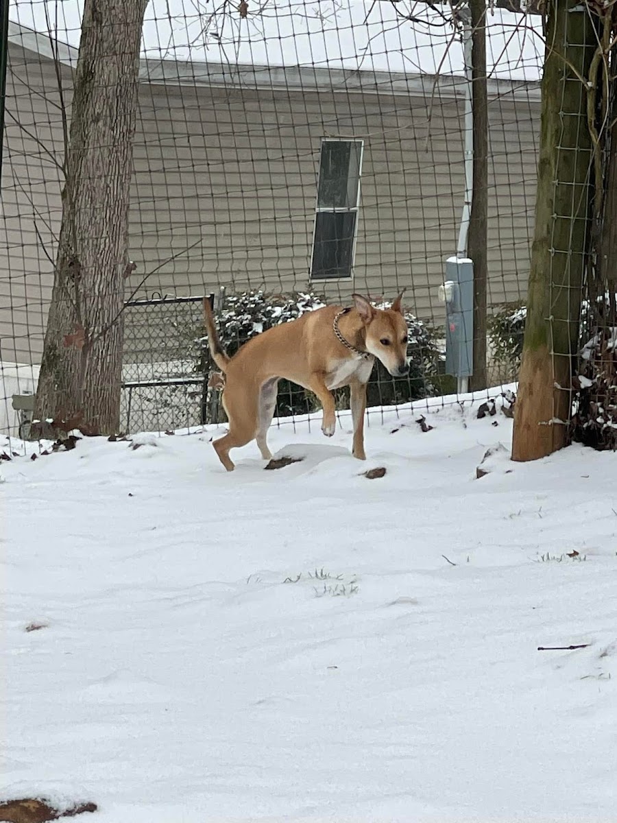 Happy Tails Playhouse photo 2