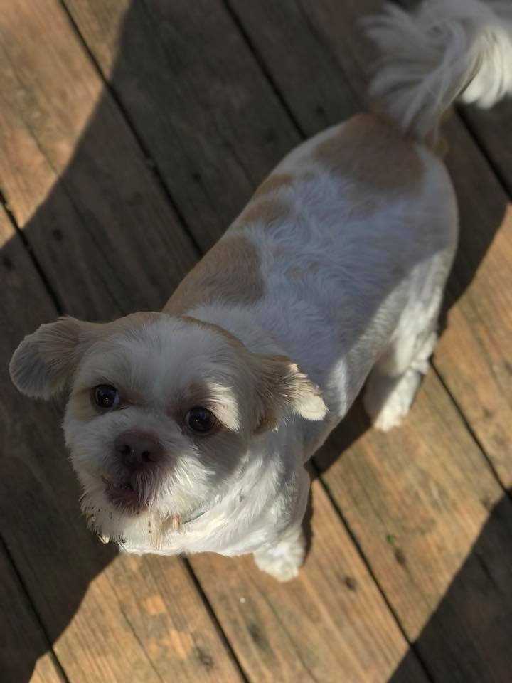 Happy Tails Playhouse photo 3