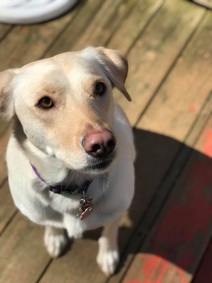 Happy Tails Playhouse photo 4