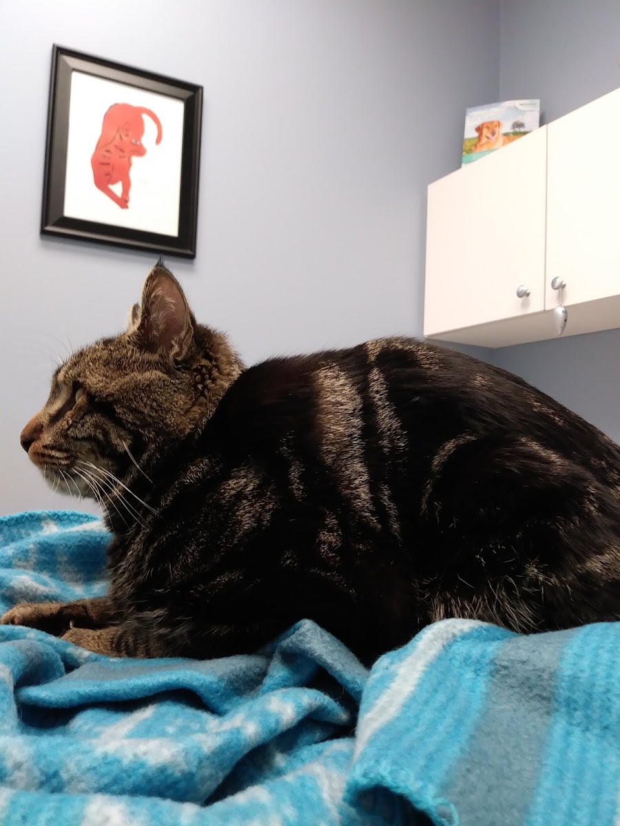 Hawthorne Animal Hospital photo 4