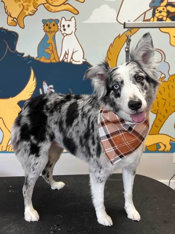 Mutty Paws, Bogart GA photo 2