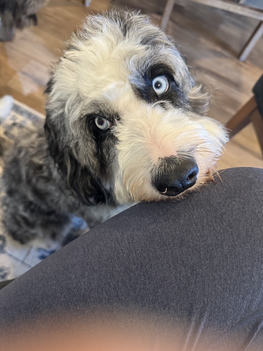 Mutty Paws, Bogart GA photo 4