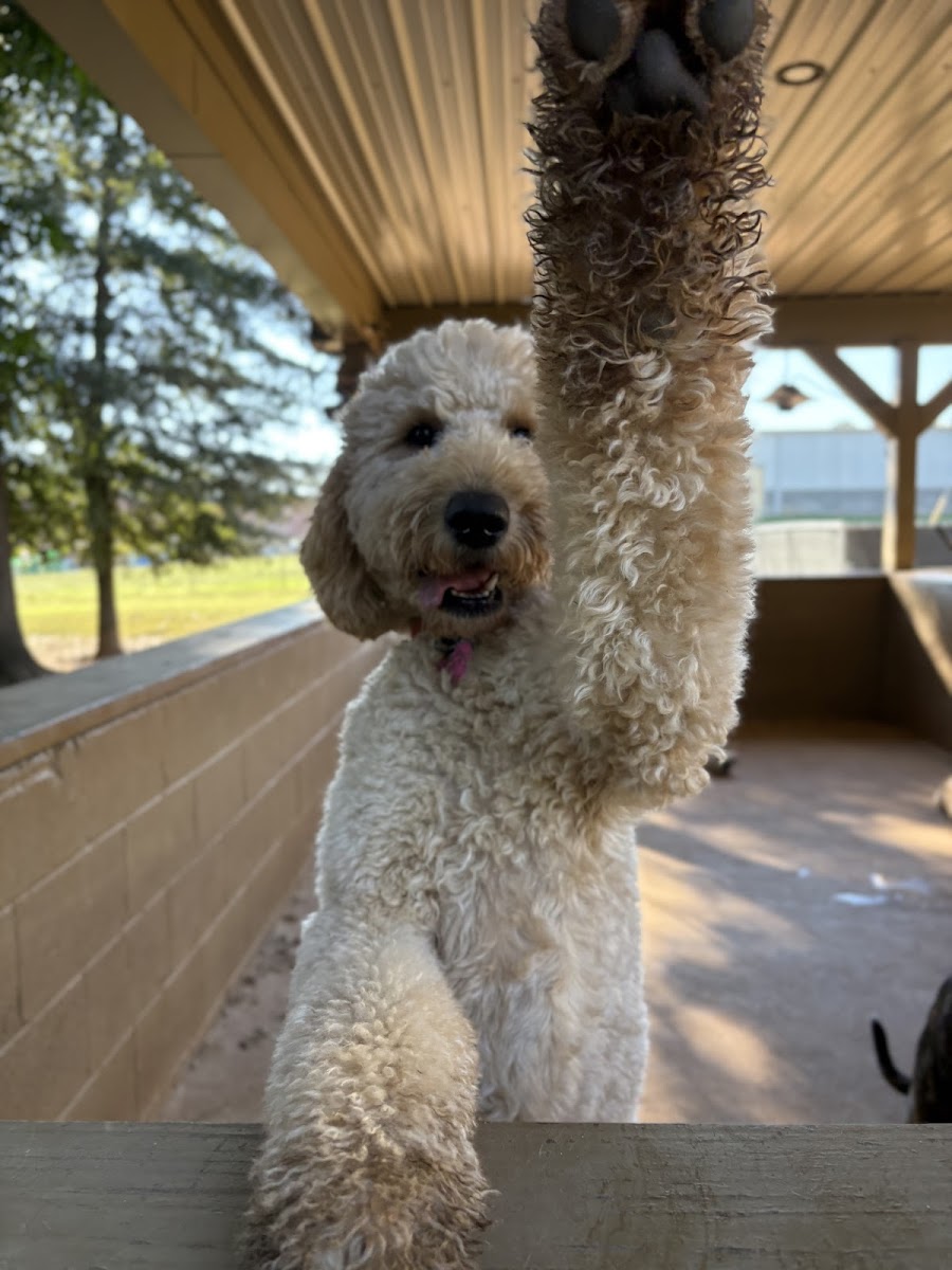 Mutty Paws - Services in Athens, GA