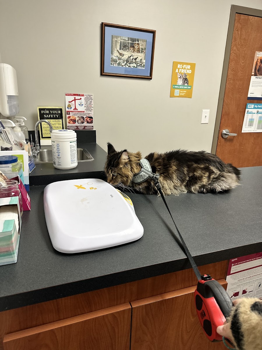 North Oconee Animal Hospital photo 2