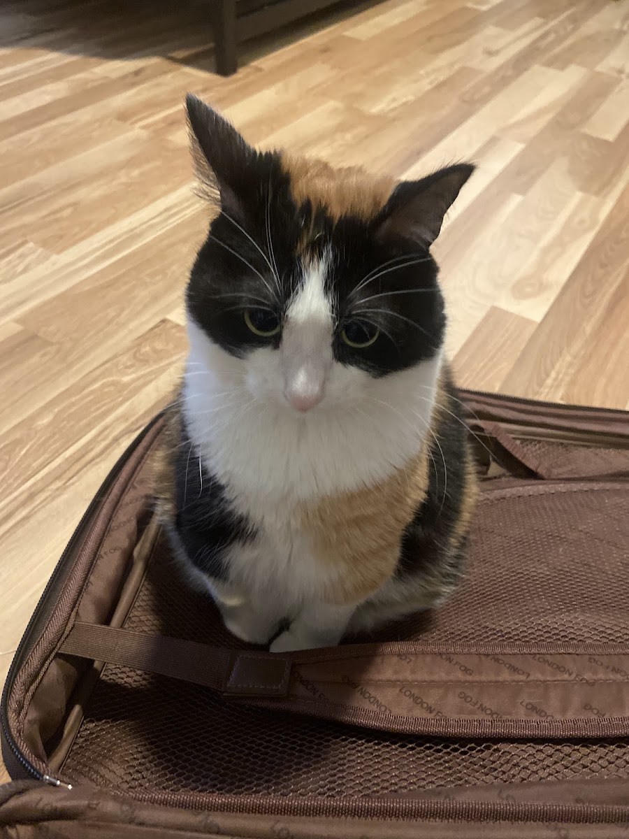 North Oconee Animal Hospital photo 3