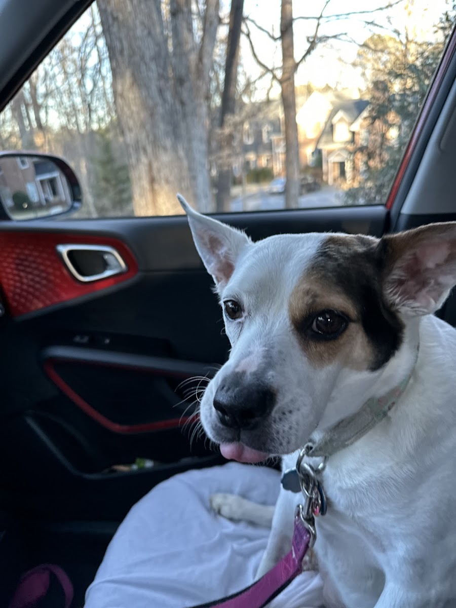 Oconee Veterinary Hospital photo 2