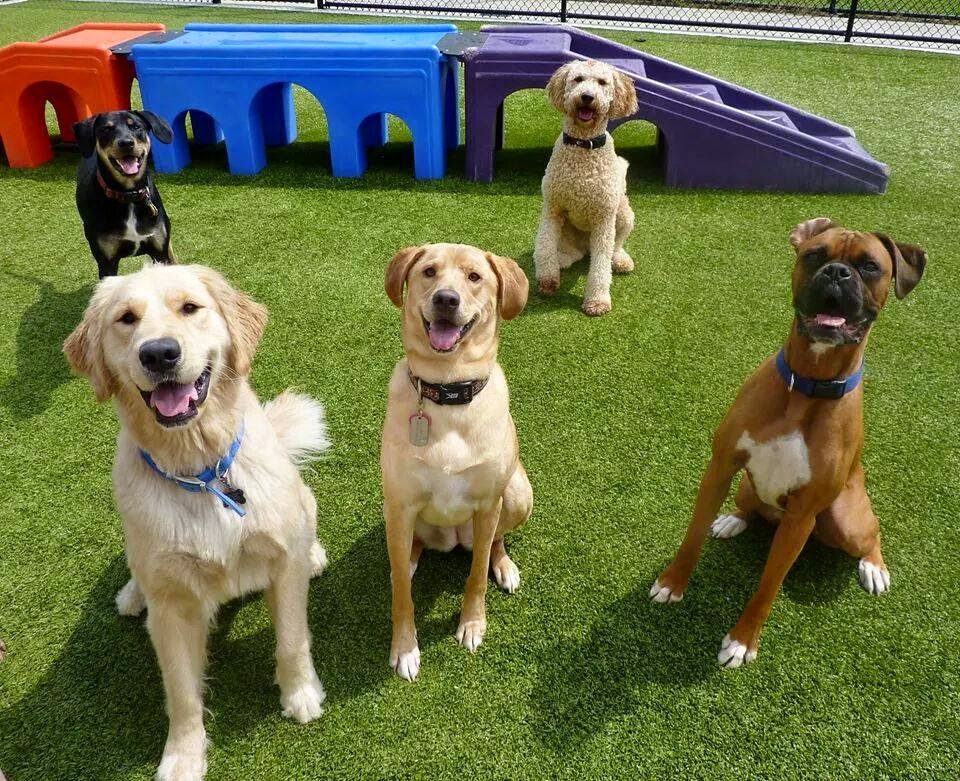 Pawtropolis East Athens - Services in Downtown Athens, Athens, GA