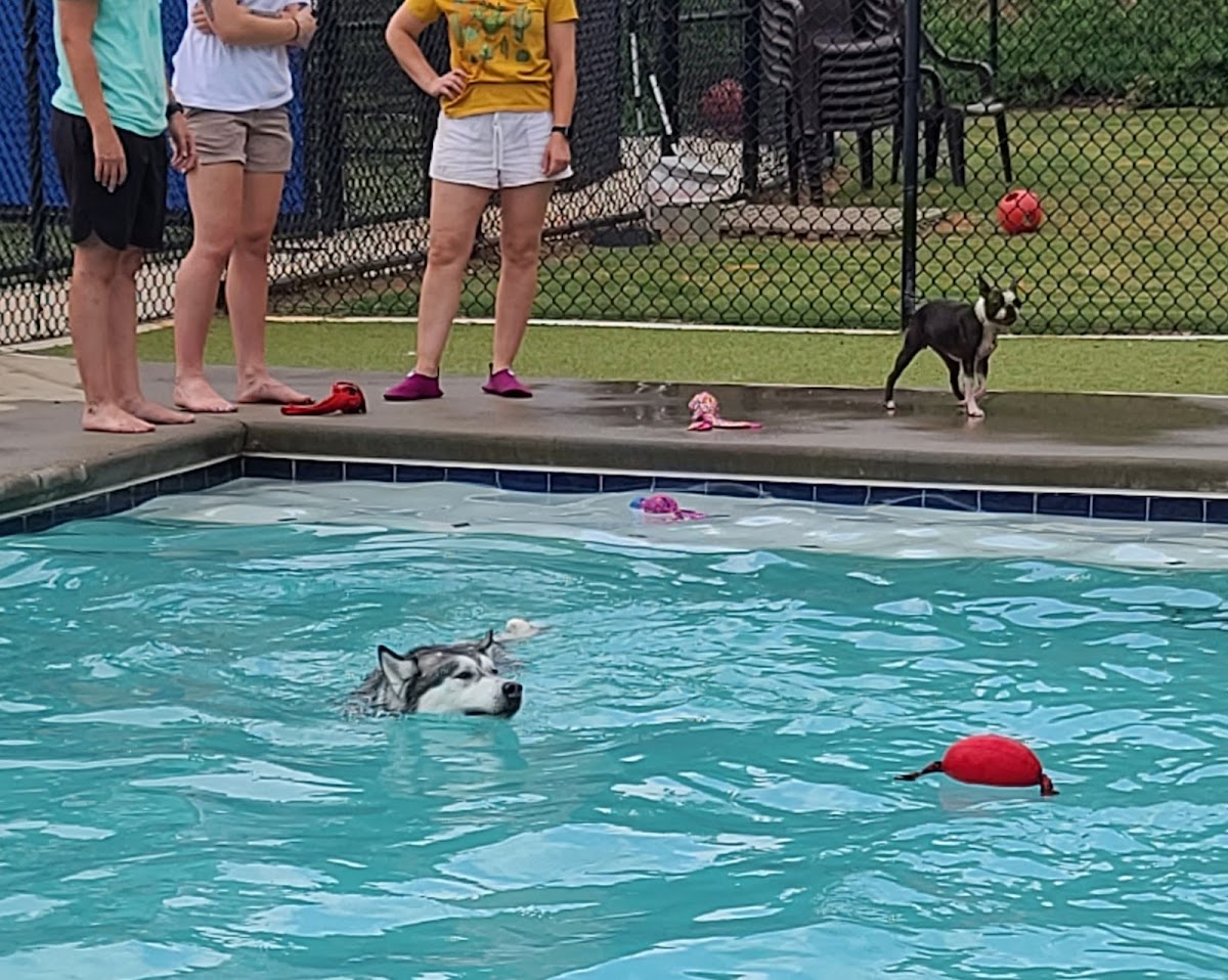 Pawtropolis East Athens photo 2