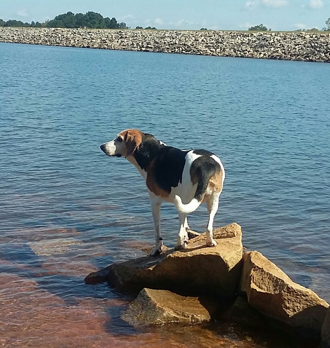 Pawtropolis East Athens photo 5