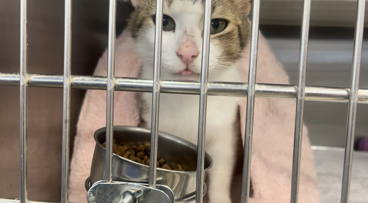 Petsense by Tractor Supply photo 4