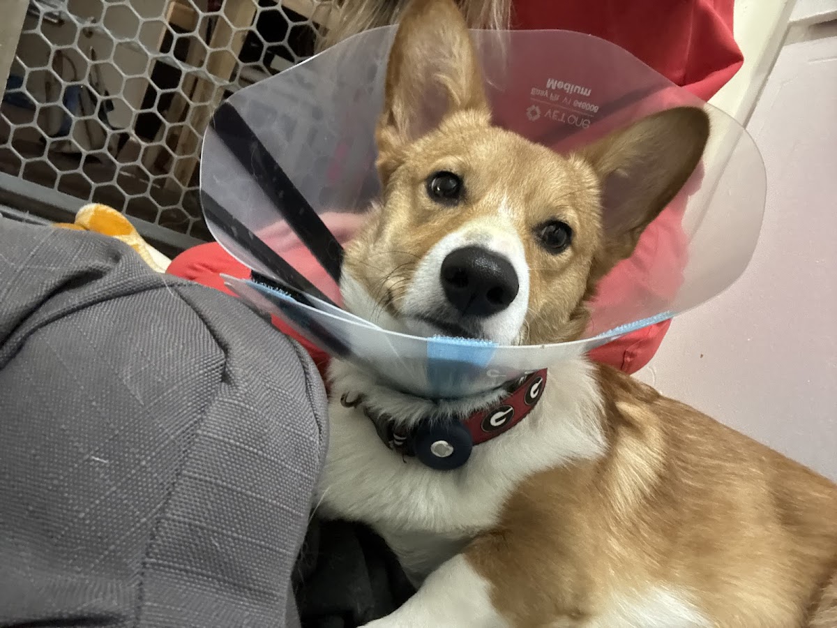 PriorityPet Urgent Care photo 5