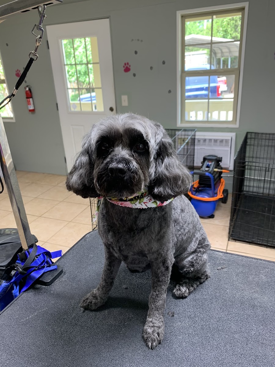 Pristine Pup South photo 4