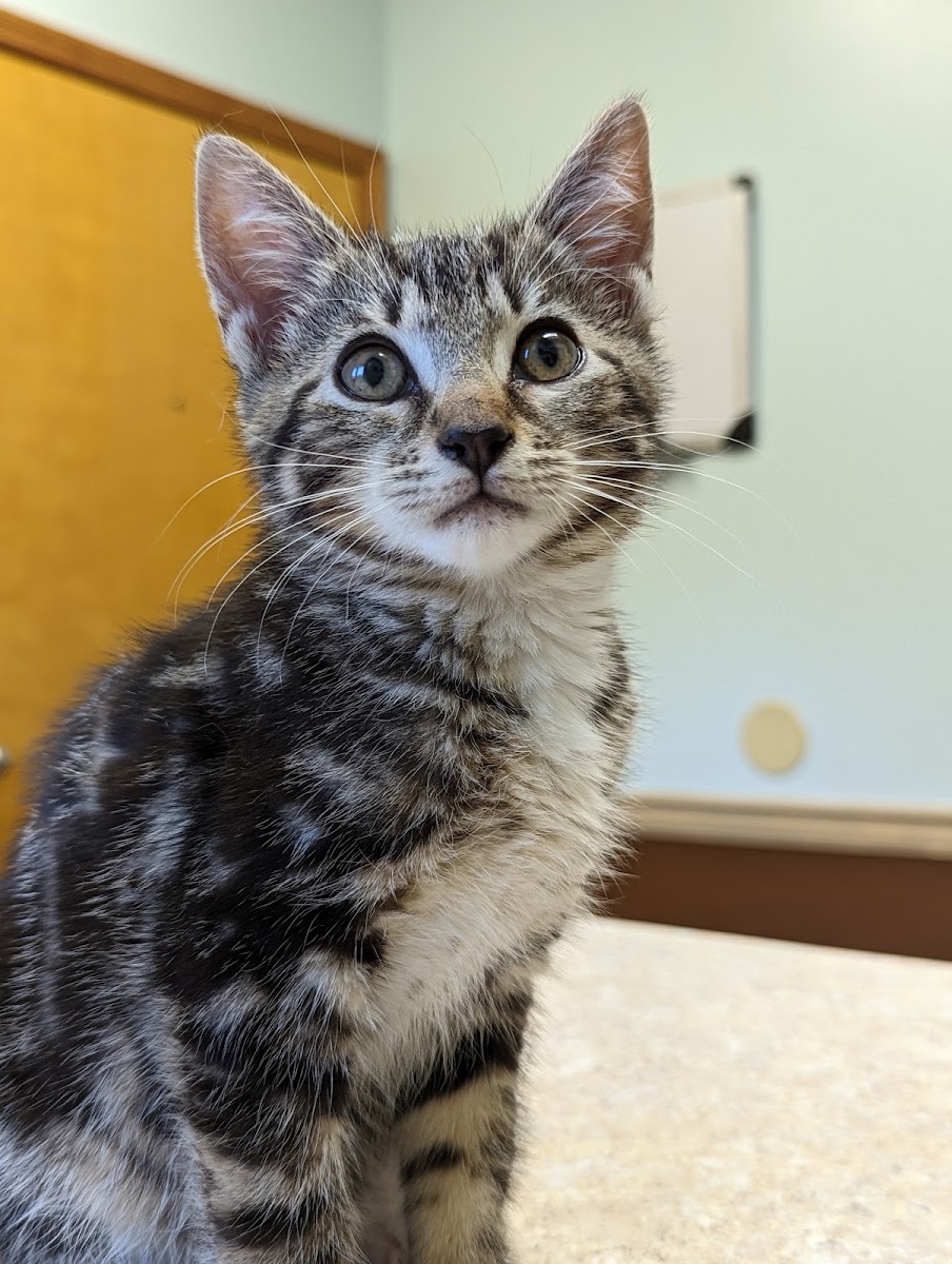 South Athens Animal Clinic photo 3