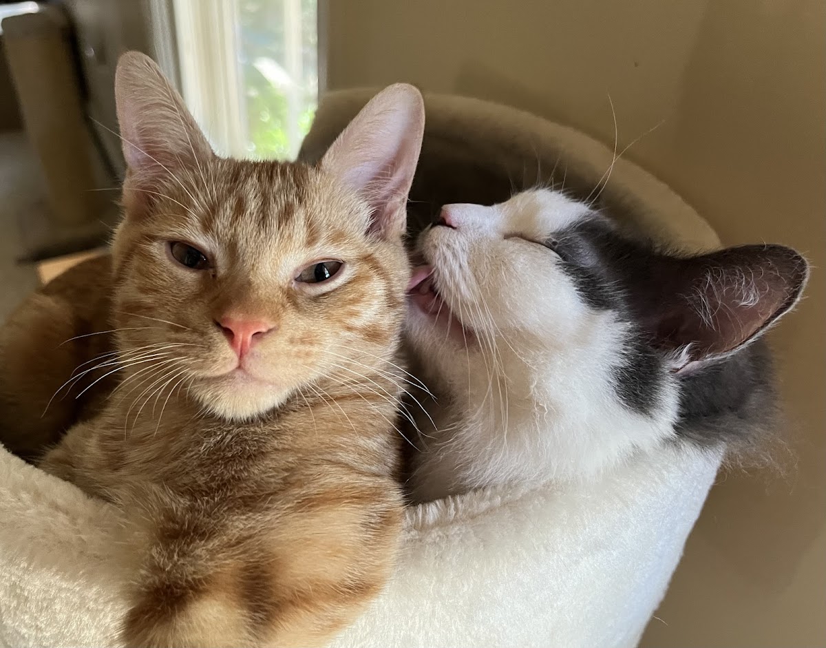 South Athens Animal Clinic photo 4