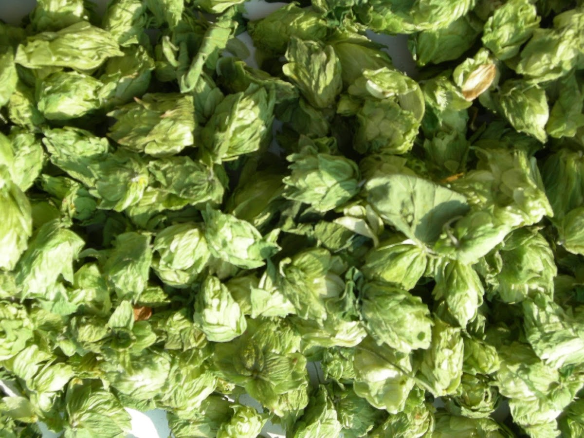 Terrapin Beer Co. in Athens, GA