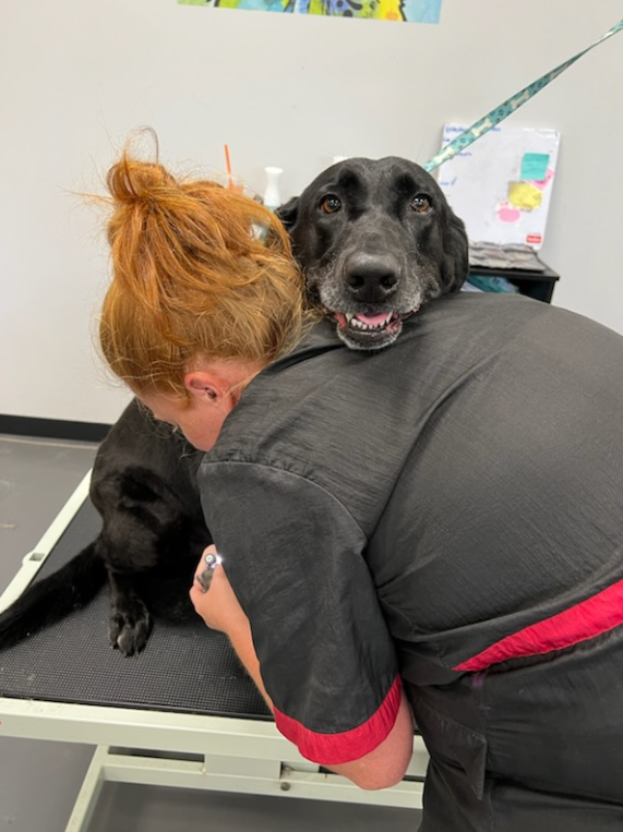 The Dawg House Boarding Daycare Grooming - Services in Athens, GA