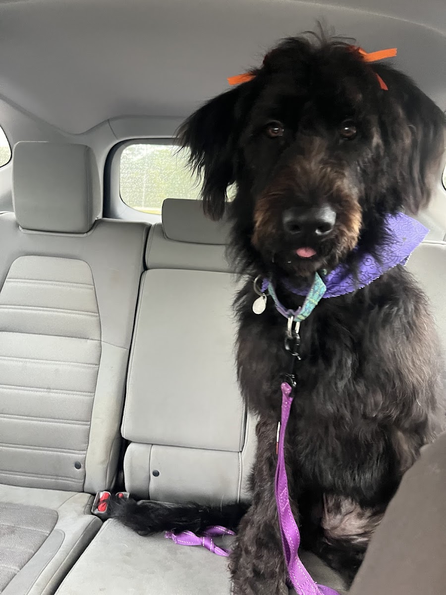 The Dawg House Boarding Daycare Grooming photo 3