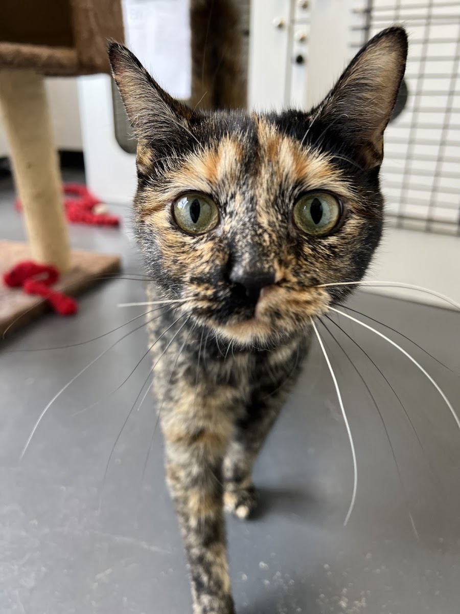 The Dawg House Boarding Daycare Grooming photo 5