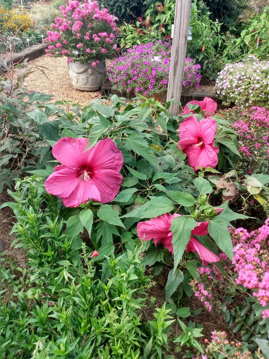 Trial Gardens photo 3