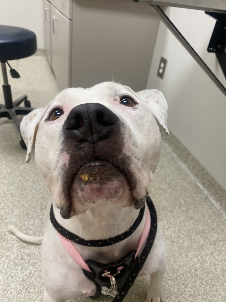 UGA Pet Health Center photo 4