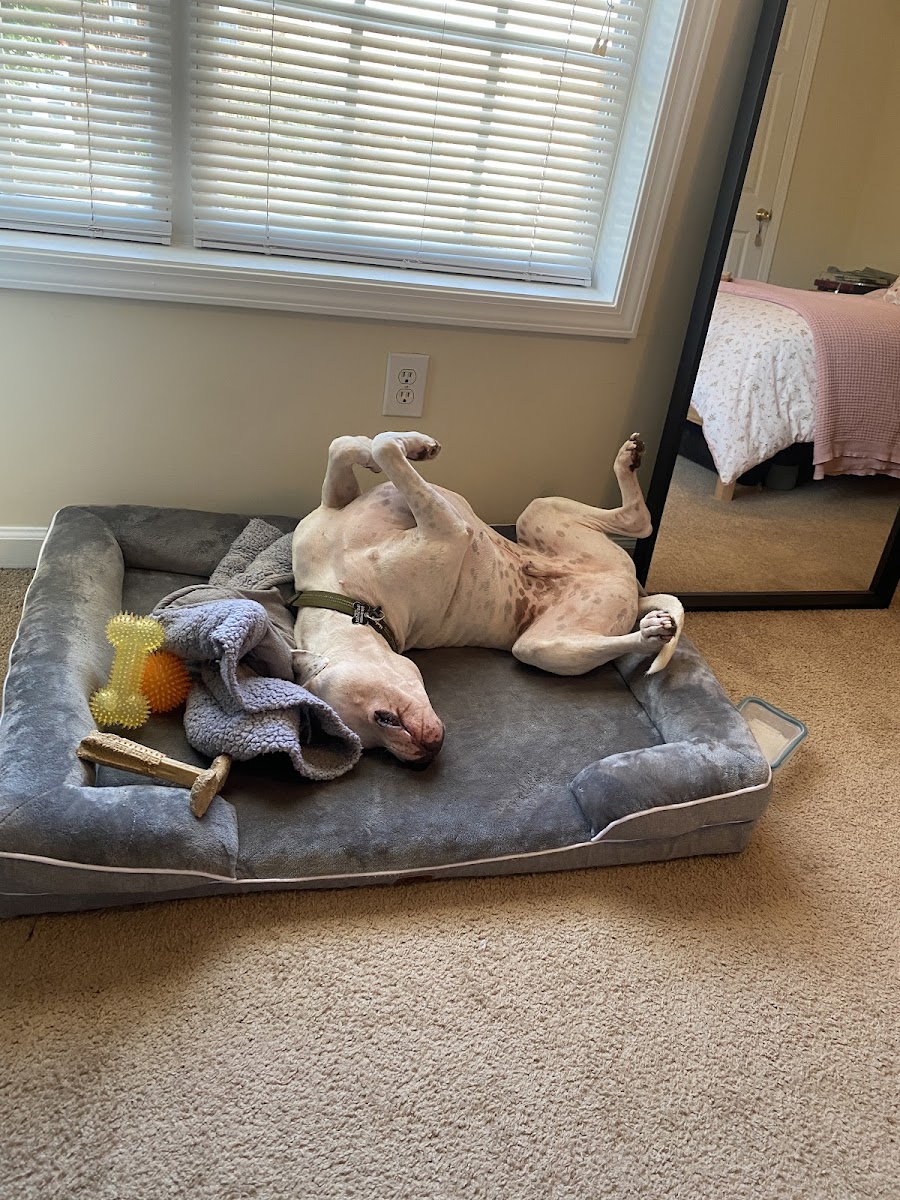 UGA Pet Health Center photo 5