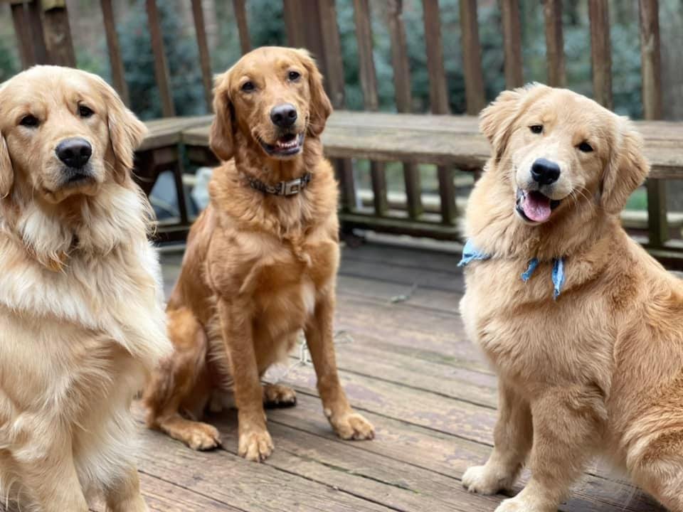 Wags n' Whiskers - In-Home Petsitting - Services in Athens, GA