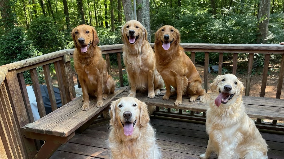 Wags n' Whiskers - In-Home Petsitting photo 2