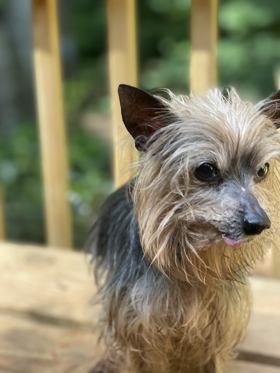 Wags n' Whiskers - In-Home Petsitting photo 4