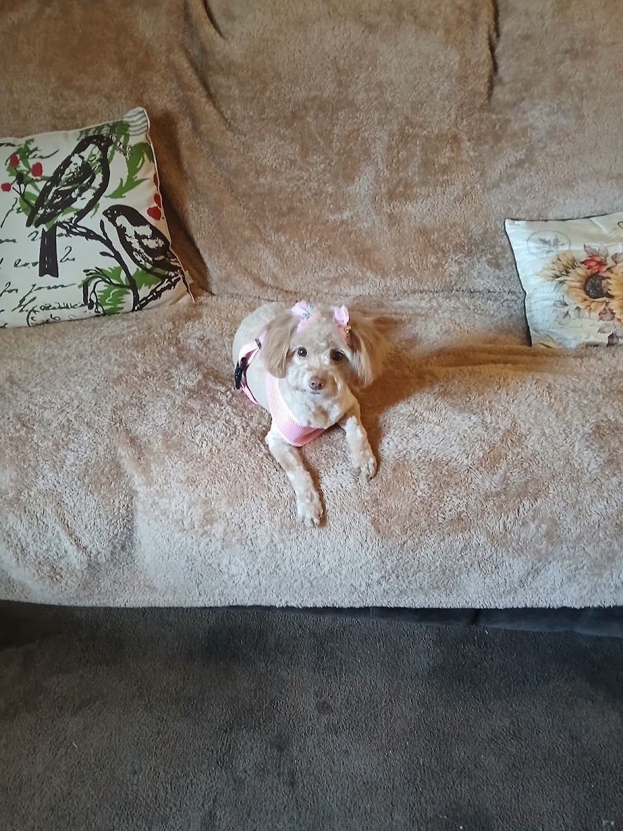 Woof Gang Bakery & Grooming Watkinsville photo 4